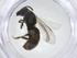  (Lasioglossum piloTMS - CBG-A13923-D12)  @11 [ ] CreativeCommons - Attribution Share - Alike (2023) Centre for Biodiversity Genomics Centre for Biodiversity Genomics