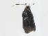 (Ectopiocerus - CBG-A14990-A03)  @11 [ ] CreativeCommons - Attribution Share - Alike (2023) CBG Photography Group Centre for Biodiversity Genomics