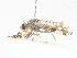  ( - CBG-A14991-G09)  @11 [ ] CreativeCommons - Attribution Share-Alike (2023) CBG Photography Group Centre for Biodiversity Genomics