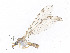  ( - CBG-A14991-H03)  @11 [ ] CreativeCommons - Attribution Share-Alike (2023) CBG Photography Group Centre for Biodiversity Genomics