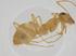  (Myrmecocystus testaceus - CBG-A15055-D05)  @11 [ ] CreativeCommons - Attribution Share - Alike (2023) Centre for Biodiversity Genomics Centre for Biodiversity Genomics