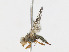  ( - CBG-A16663-H06)  @11 [ ] CreativeCommons - Attribution Share-Alike (2023) CBG Photography Group Centre for Biodiversity Genomics