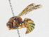  ( - CBG-A16664-B03)  @11 [ ] CreativeCommons - Attribution Share-Alike (2023) CBG Photography Group Centre for Biodiversity Genomics