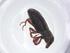  (Microlarinus - CBG-A19829-E12)  @11 [ ] CreativeCommons - Attribution Share - Alike (2023) Centre for Biodiversity Genomics Centre for Biodiversity Genomics
