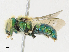 ( - CBG-A23275-E11)  @11 [ ] CreativeCommons - Attribution Share - Alike (2023) CBG Photography Group Centre for Biodiversity Genomics