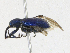  ( - CBG-A23279-D06)  @11 [ ] CreativeCommons - Attribution Share - Alike (2023) CBG Photography Group Centre for Biodiversity Genomics