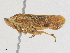  ( - CBG-A24267-C01)  @11 [ ] CreativeCommons - Attribution Share - Alike (2024) CBG Photography Group Centre for Biodiversity Genomics