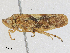  ( - CBG-A24267-C02)  @11 [ ] CreativeCommons - Attribution Share - Alike (2024) CBG Photography Group Centre for Biodiversity Genomics