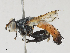  ( - CBG-A24268-F11)  @11 [ ] CreativeCommons - Attribution Share - Alike (2024) CBG Photography Group Centre for Biodiversity Genomics