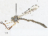  ( - CBG-A24268-H01)  @11 [ ] CreativeCommons - Attribution Share - Alike (2024) CBG Photography Group Centre for Biodiversity Genomics