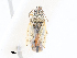 ( - CBG-A25900-H09)  @11 [ ] CreativeCommons - Attribution Share - Alike (2024) CBG Photography Group Centre for Biodiversity Genomics