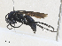  ( - CBG-A27537-D07)  @11 [ ] CreativeCommons - Attribution Share - Alike (2024) CBG Photography Group Centre for Biodiversity Genomics