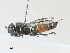  ( - CBG-A27544-F11)  @11 [ ] CreativeCommons - Attribution Share - Alike (2024) CBG Photography Group Centre for Biodiversity Genomics