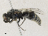  (Anthidium placitum - CBG-A27549-B03)  @11 [ ] CreativeCommons - Attribution Share - Alike (2024) CBG Photography Group Centre for Biodiversity Genomics