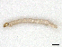  (Alotanypus - CBG-A27562-H07)  @11 [ ] CreativeCommons - Attribution Share - Alike (2024) CBG Photography Group Centre for Biodiversity Genomics