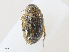  ( - CBG-A27630-B12)  @11 [ ] CreativeCommons - Attribution Share - Alike (2024) CBG Photography Group Centre for Biodiversity Genomics