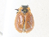  ( - CBG-A35179-C10)  @11 [ ] CreativeCommons - Attribution Share - Alike (2024) CBG Photography Group Centre for Biodiversity Genomics