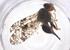  ( - CBG-A36278-H01)  @11 [ ] CreativeCommons - Attribution Share - Alike (2024) Centre for Biodiversity Genomics Centre for Biodiversity Genomics