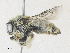  ( - CBG-A36798-G11)  @11 [ ] CreativeCommons - Attribution Share - Alike (2024) CBG Photography Group Centre for Biodiversity Genomics