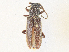  ( - CBG-A36800-D03)  @11 [ ] CreativeCommons - Attribution Share - Alike (2024) CBG Photography Group Centre for Biodiversity Genomics