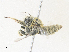  ( - CBG-A36823-E08)  @11 [ ] CreativeCommons - Attribution Share - Alike (2024) CBG Photography Group Centre for Biodiversity Genomics