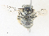  ( - CBG-A36823-E09)  @11 [ ] CreativeCommons - Attribution Share - Alike (2024) CBG Photography Group Centre for Biodiversity Genomics