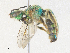  ( - CBG-A38521-F02)  @11 [ ] CreativeCommons - Attribution Share - Alike (2024) CBG Photography Group Centre for Biodiversity Genomics