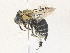  (Anthophora centriformis - CBG-A38522-C02)  @11 [ ] CreativeCommons - Attribution Share - Alike (2024) CBG Photography Group Centre for Biodiversity Genomics
