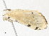  ( - CBG-A38523-D08)  @11 [ ] CreativeCommons - Attribution Share - Alike (2024) CBG Photography Group Centre for Biodiversity Genomics