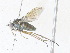  ( - CBG-A38504-G12)  @11 [ ] CreativeCommons - Attribution Share - Alike (2024) CBG Photography Group Centre for Biodiversity Genomics