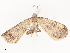  ( - CBG-A44412-E01)  @11 [ ] CreativeCommons - Attribution Share - Alike (2024) CBG Photography Group Centre for Biodiversity Genomics