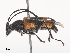 ( - CBG-A44437-G08)  @11 [ ] CreativeCommons - Attribution Share - Alike (2024) CBG Photography Group Centre for Biodiversity Genomics