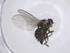  (Liriomyza langei - CBG-A44442-D11)  @11 [ ] CreativeCommons - Attribution Share - Alike (2024) Centre for Biodiversity Genomics Centre for Biodiversity Genomics