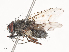  ( - CBG-A45209-B03)  @11 [ ] CreativeCommons - Attribution Share - Alike (2024) CBG Photography Group Centre for Biodiversity Genomics