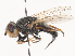  (Tetropismenus - CBG-A45214-H01)  @11 [ ] CreativeCommons - Attribution Share-Alike (2024) CBG Photography Group Centre for Biodiversity Genomics