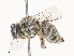  ( - CBG-A45217-E04)  @11 [ ] CreativeCommons - Attribution Share - Alike (2024) CBG Photography Group Centre for Biodiversity Genomics