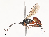  ( - CBG-A45273-A08)  @11 [ ] CreativeCommons - Attribution Share - Alike (2024) CBG Photography Group Centre for Biodiversity Genomics