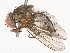  ( - CBG-A46905-C03)  @11 [ ] CreativeCommons - Attribution Share - Alike (2024) CBG Photography Group Centre for Biodiversity Genomics