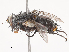  ( - CBG-A48507-B02)  @11 [ ] CreativeCommons - Attribution Share - Alike (2024) CBG Photography Group Centre for Biodiversity Genomics
