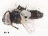  ( - CBG-A48507-B12)  @11 [ ] CreativeCommons - Attribution Share - Alike (2024) CBG Photography Group Centre for Biodiversity Genomics