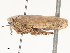  ( - CBG-A51861-B11)  @11 [ ] CreativeCommons - Attribution Share - Alike (2024) CBG Photography Group Centre for Biodiversity Genomics