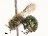  ( - CBG-A51861-G09)  @11 [ ] CreativeCommons - Attribution Share - Alike (2024) CBG Photography Group Centre for Biodiversity Genomics