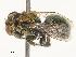  ( - CBG-A51861-G10)  @11 [ ] CreativeCommons - Attribution Share - Alike (2024) CBG Photography Group Centre for Biodiversity Genomics