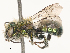  ( - CBG-A51861-G11)  @11 [ ] CreativeCommons - Attribution Share - Alike (2024) CBG Photography Group Centre for Biodiversity Genomics
