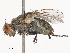  ( - CBG-A51922-B11)  @11 [ ] CreativeCommons - Attribution Share - Alike (2024) CBG Photography Group Centre for Biodiversity Genomics