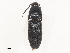  (Anchastus anthrax - CBG-A51924-G02)  @11 [ ] CreativeCommons - Attribution Share - Alike (2024) CBG Photography Group Centre for Biodiversity Genomics