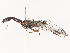  ( - CBG-A51924-H06)  @11 [ ] CreativeCommons - Attribution Share - Alike (2024) CBG Photography Group Centre for Biodiversity Genomics