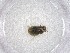  (Megalopsallus sparsus - CBG-A47495-C07)  @11 [ ] CreativeCommons - Attribution Share - Alike (2024) Centre for Biodiversity Genomics Centre for Biodiversity Genomics