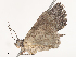  ( - CBG-A48508-H03)  @11 [ ] CreativeCommons - Attribution Share - Alike (2024) CBG Photography Group Centre for Biodiversity Genomics