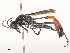  ( - CBG-A51864-G11)  @11 [ ] CreativeCommons - Attribution Share - Alike (2024) CBG Photography Group Centre for Biodiversity Genomics